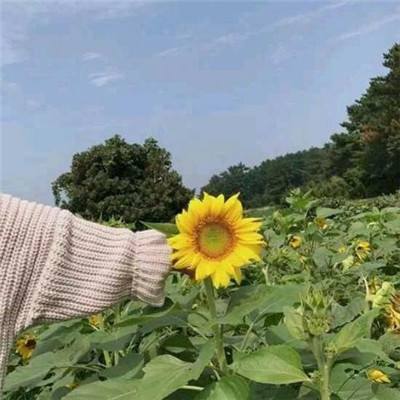 巴拉拉魔法变身2内购破解版下载